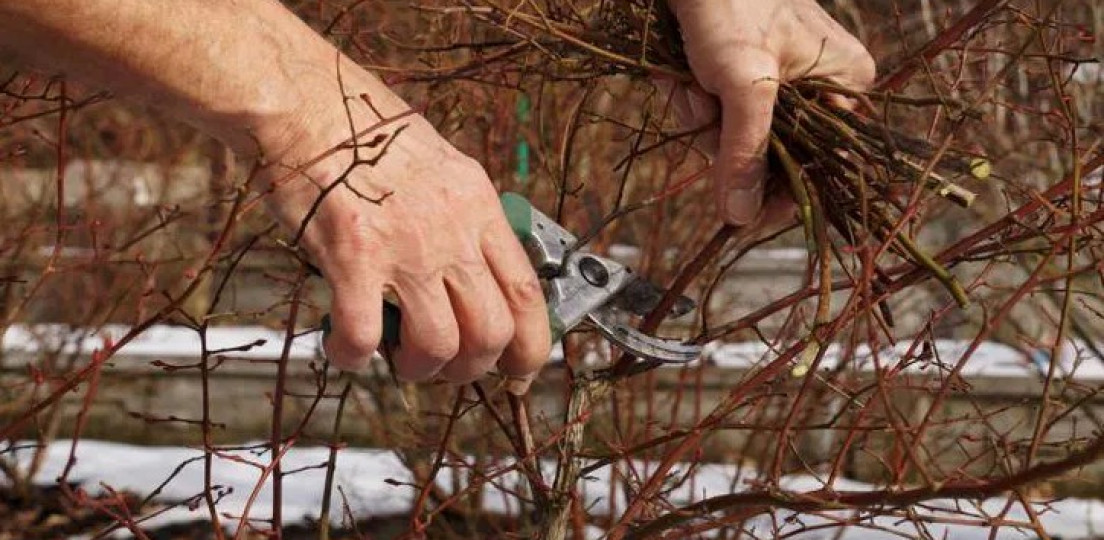 Schnittkurs für Zier-Wildgehölze, Stauden und Gräser